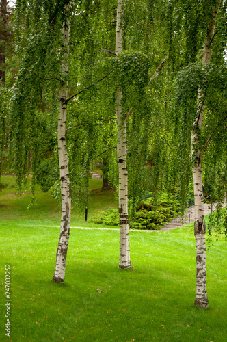 Three Birch Trees