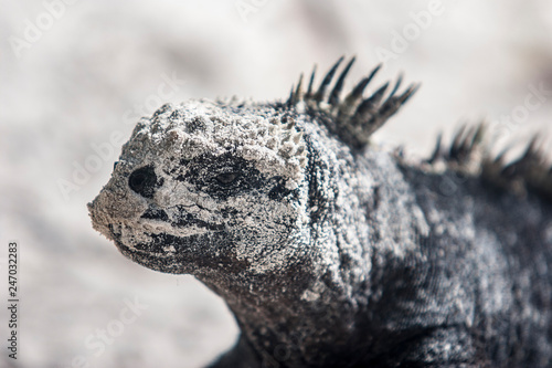 iguana, endemic reptile on ...