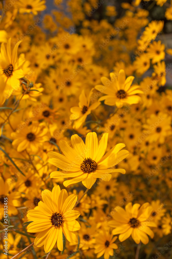 sunflower helianthus group sunflower helianthus group