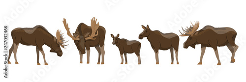 Moose collection in various poses. Male, female and cub. Wild animals of Eurasia and North America. Realistic Vector Animals