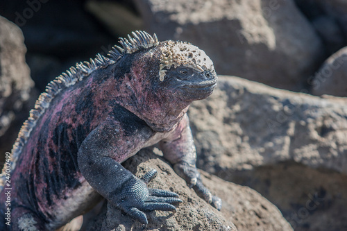 iguana  endemic reptile on the Galapagos Islands  Ecuador   pacific