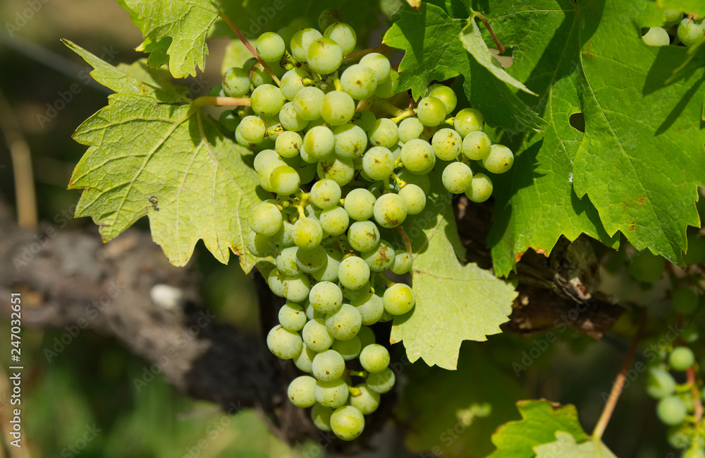 Unripe green wine grapes