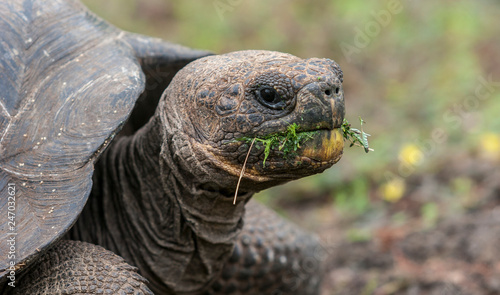 giant turtle on Galapagos Island Mindelo