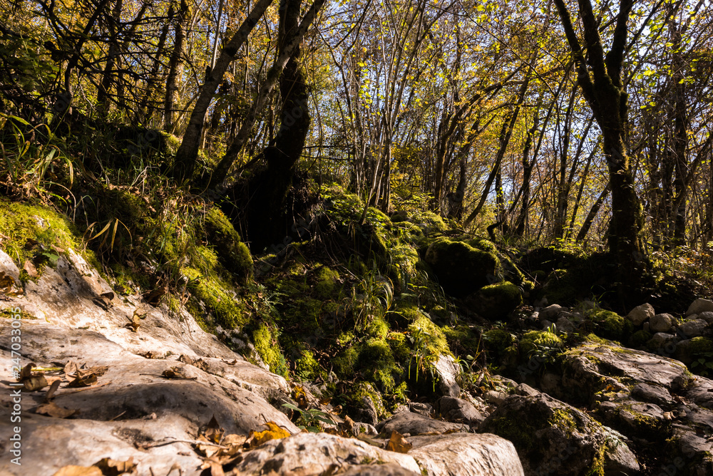 Obraz premium Autumn in Triglav National Park, Tolmin, Slovenia