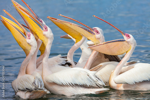 pink Pelicans in Walfish Bay Namibia