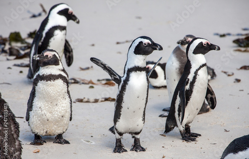 Jackass Penguin colony near cape of good hope, south Africa