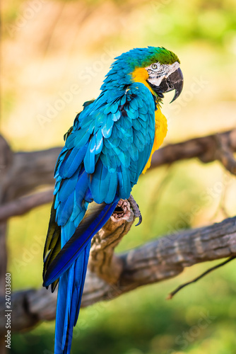 Macaw Parrot © Jason Stitt