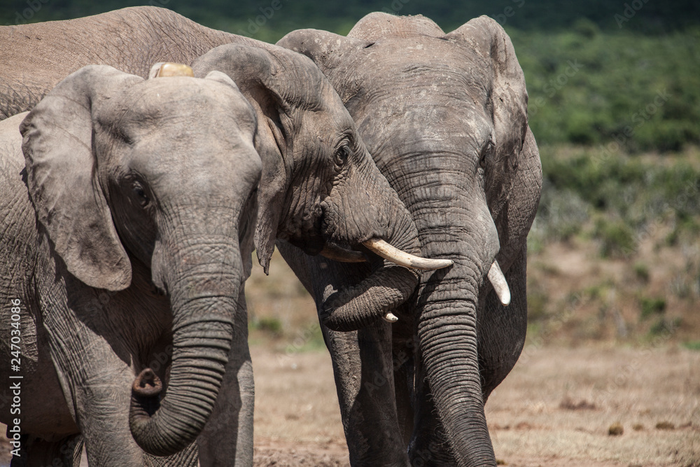 Obraz premium elephant herd in the south african savannah, approaching a water hole