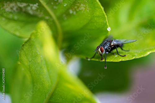 Close up of a fly on a leaf.