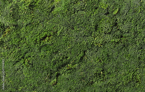 green moss for background texture, top view