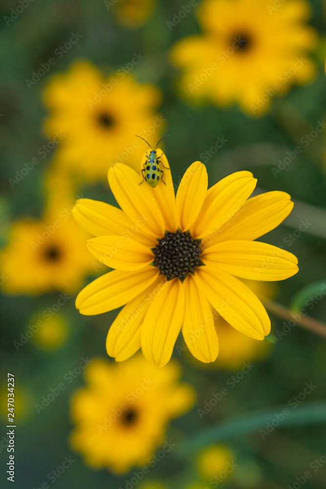 Fototapeta premium helianthus sunflower with insect