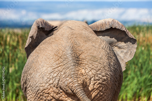 portrait of an male Elephan...