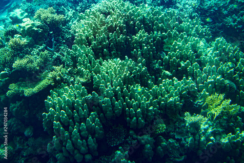 Marine Life in the Red Sea. red sea coral reef with hard corals, fishes and sunny sky shining through clean water - underwater photo. toned.