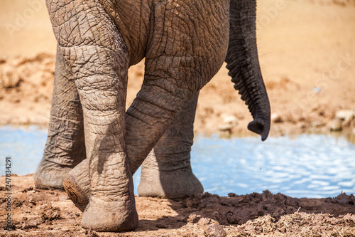 portrait of an male Elephan...