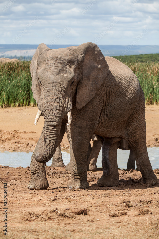 Fototapeta premium portrait of an male Elephant in South africa