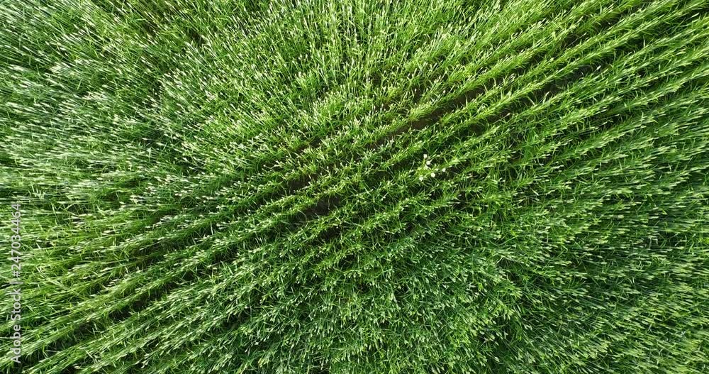 Aerial Drone Shot over Large Green Wheat Field against the background of the sky with beautiful clouds in sunny day Aerial Drone Shot over Large Green Wheat Field against the background of the sky with beautiful clouds in sunny day