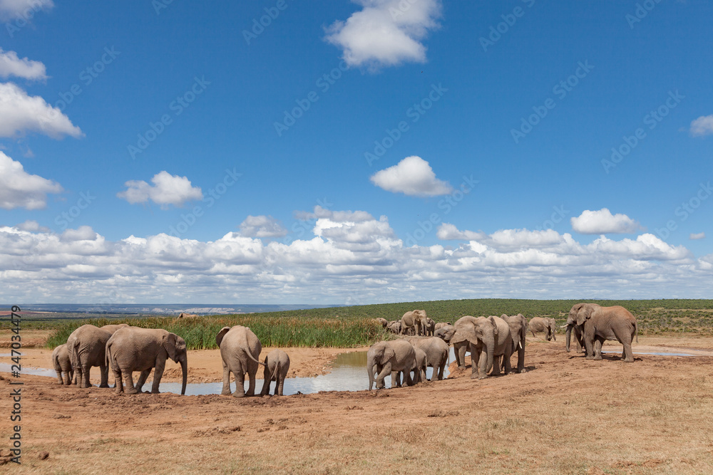 Obraz premium elephant herd in the south african savannah, approaching a water hole