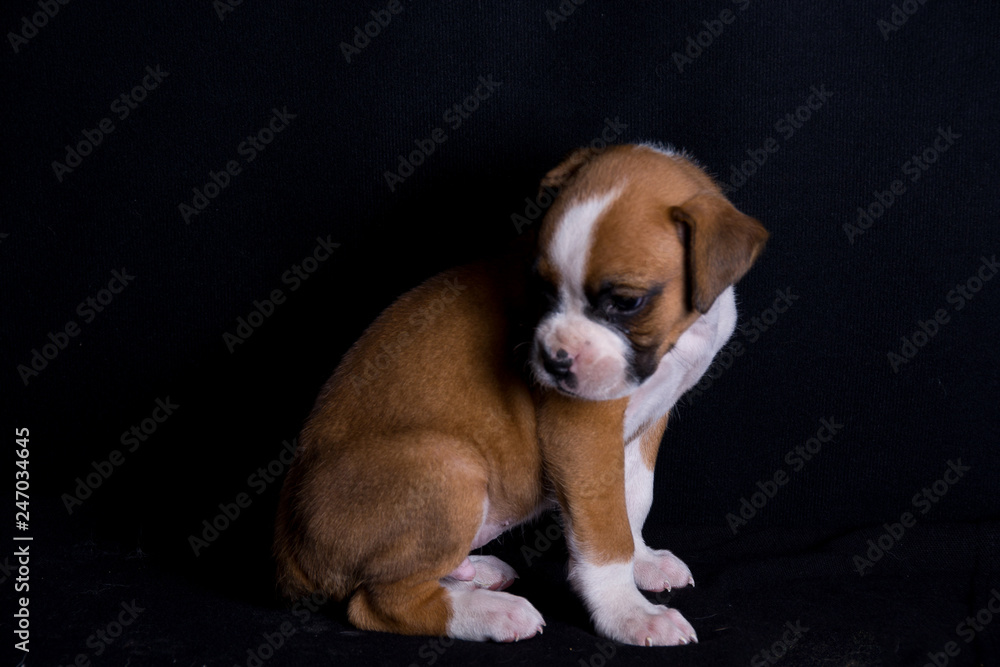 Boxer Puppy with black background