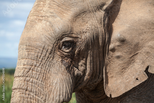 portrait of an male Elephan...