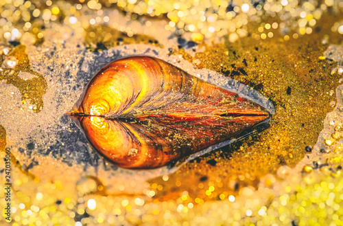 clam in the sand, autumn season