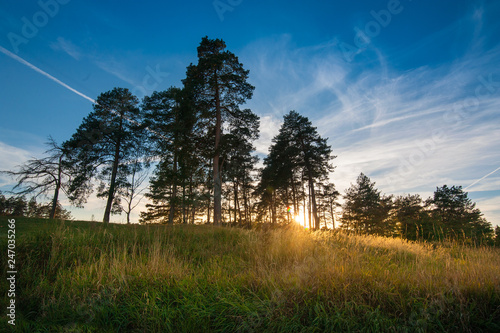 Shadow of pine trees and sunset,West light in the evening.