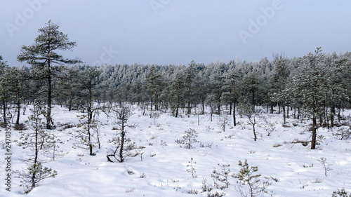 View of the swamp in the Kemeri National Park in Latvia, covered with snow in winter.
