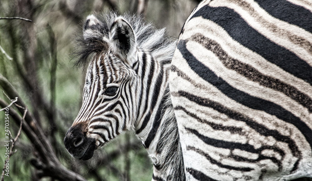 Fototapeta premium curious zebra baby in the south african savannah
