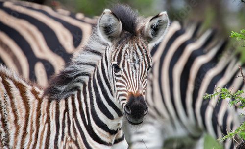 Fototapeta Naklejka Na Ścianę i Meble -  curious zebra baby in the south african savannah
