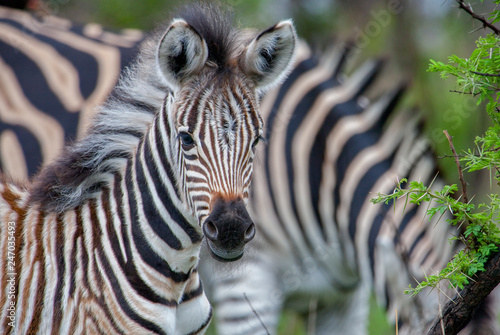 curious zebra baby in the south african savannah