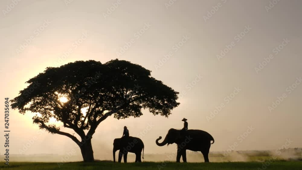 Silhouette of Elephants and mahouts in the morning a midst natural scenery with sunrise in the background. Silhouette of Elephants and mahouts in the morning a midst natural scenery with sunrise in the background.