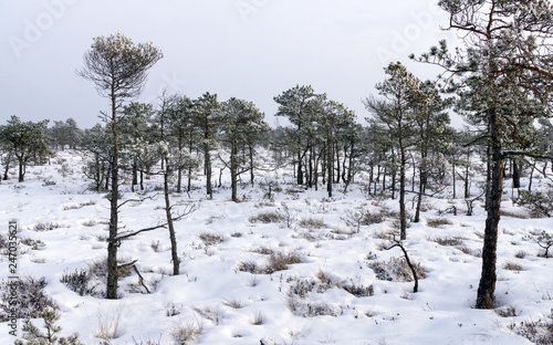 Wallpaper Mural View of the swamp in the Kemeri National Park in Latvia, covered with snow in winter. Torontodigital.ca