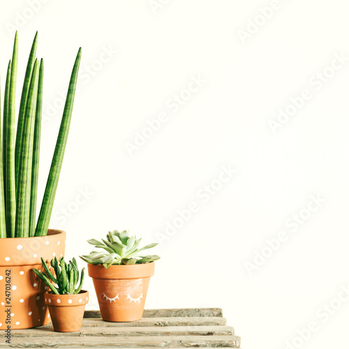 Stylish botanical compostion of home garden filled a lot of cacti and succulent on wooden table. Yellow background wall with copy space for slogan. Nature lover.