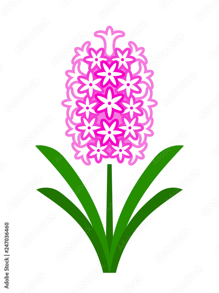 hyacinth hyacinth