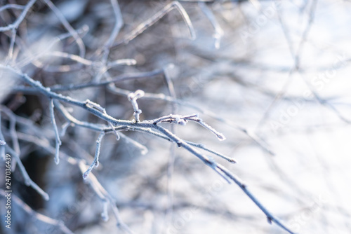 frost tree branch background