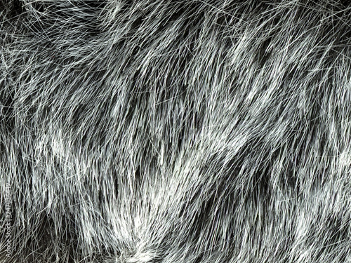 Texture of gray wolf hair fur. Texture of fur. Wool of wolf. Wool of dog.