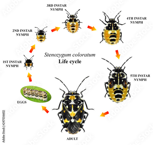 Variegated caper bug, Stenozygum coloratum (Hemiptera: Pentatomidae). Life cycle. Development stages isolated on a white background  photo