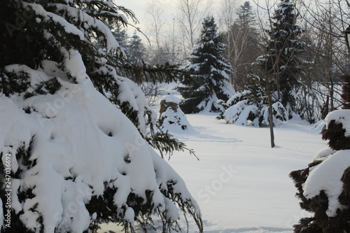 winter landscape with trees and snow