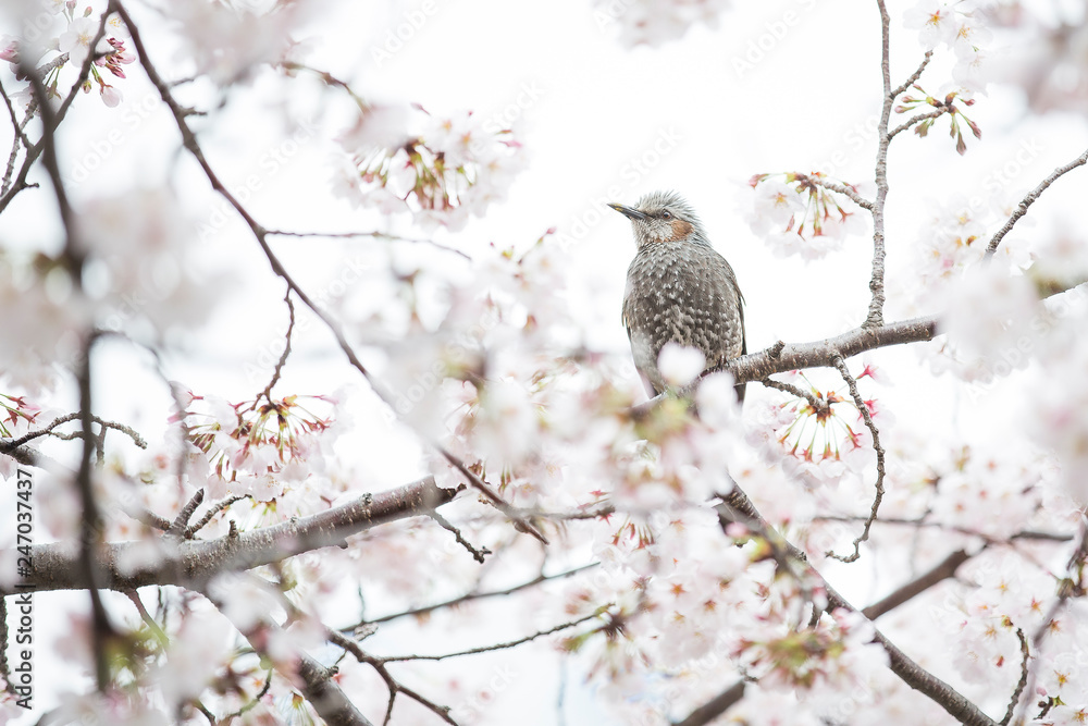A brown-eared bulbul in cherry blossom tree A brown-eared bulbul in cherry blossom tree