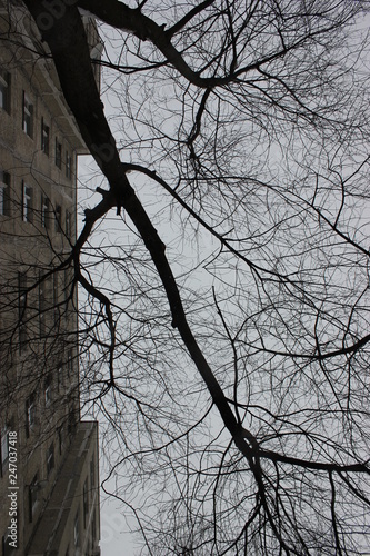 tree branches in winter town