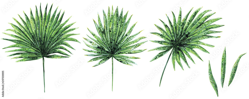Hand drawn watercolor set of various green palm Brahea leaves, tropical and home plant, isolated on white