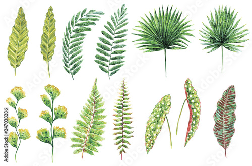 Hand drawn watercolor set of various green leaves, tropical and forest plants, isolated on white