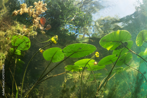 Beautiful yellow Water lily  nuphar lutea  in the clear pound. Underwater shot in the fresh water lake. Nature habitat. Unerwater world. Underwater view of a pond in summer.