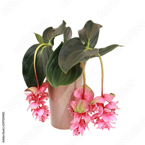 Medinilla magnifica photo