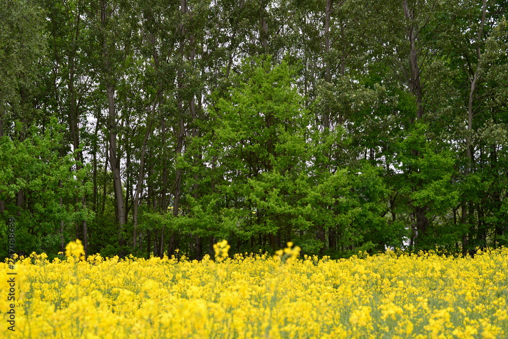 Obraz premium Landschaft Oberlausitz