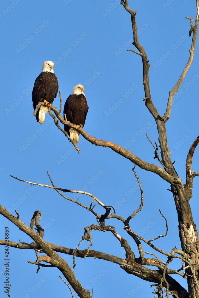 Bald eagles roosting in dead tree with blue sky background Bald eagles roosting in dead tree with blue sky background