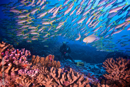 SCUBA diver with fish in a coral reef photo