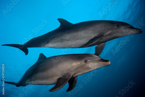 Dolphins in Rangiroa French Polynesia Tahiti © juanmoro