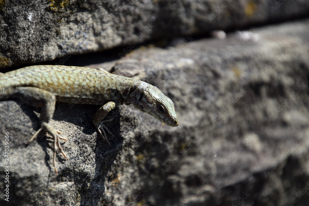 Fototapeta premium Close-up about alittle grey lizard between grey stones
