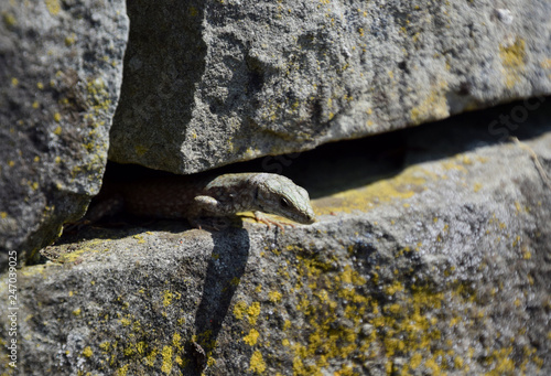 Close-up about alittle grey lizard between grey stones photo