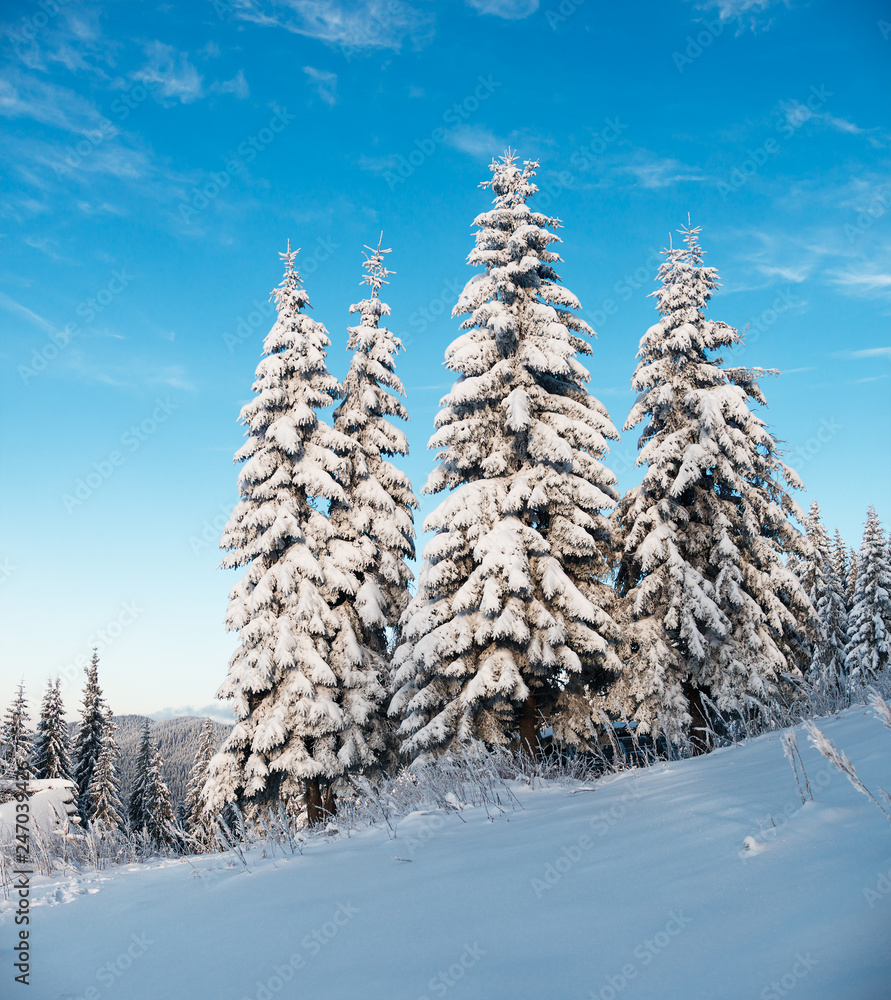 Fir-trees in winter sunny day - obrazy, fototapety, plakaty 